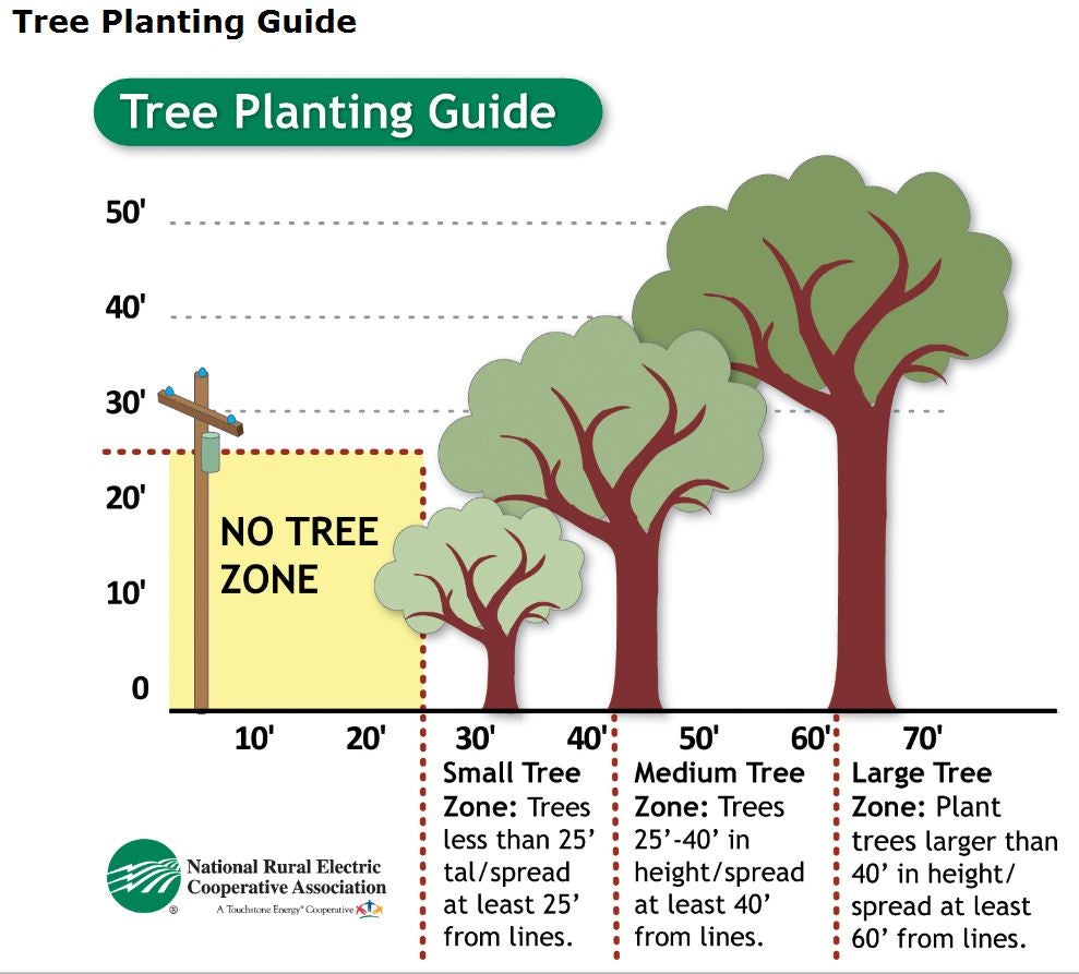 Tree Planting Infographic